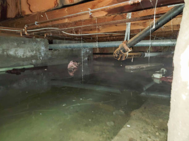 Water damage restoration mold remediation in NY